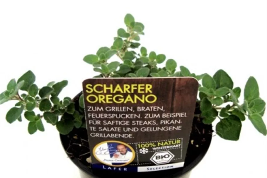 Bio Scharfer Oregano Kräutertopf 12 cm Scharfer Oregano