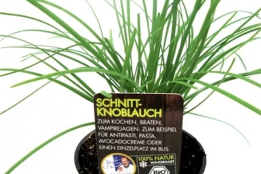 Bio Schnittknoblauch Kräutertopf 12 cm Schnittknoblauch