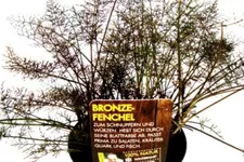 Bio Bronze-Fenchel Kräutertopf 12 cm Bronze-Fenchel