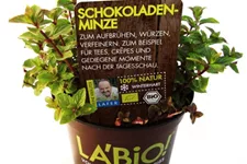 Bio Schokoladenminze Kräutertopf 12 cm Schokoladenminze