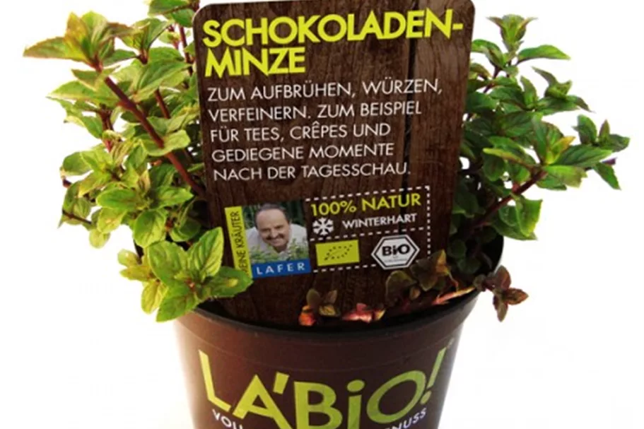 Bio Schokoladenminze Kräutertopf 12 cm Schokoladenminze