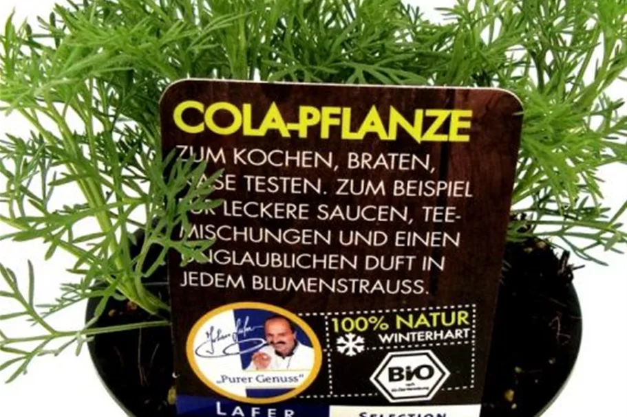 Bio Cola-Pflanze Kräutertopf 12 cm Cola-Pflanze