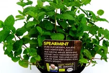 Bio Spearmint-Grüne Minze Kräutertopf 12 cm Spearmint-Grüne Minze