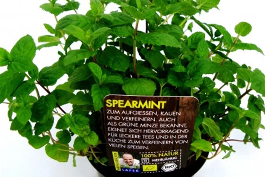 Bio Spearmint-Grüne Minze Kräutertopf 12 cm Spearmint-Grüne Minze