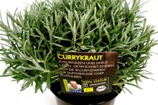 Bio Currykraut Kräutertopf 12 cm Currykraut