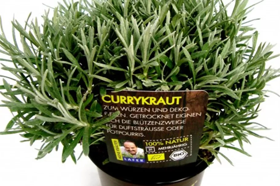 Bio Currykraut Kräutertopf 12 cm Currykraut