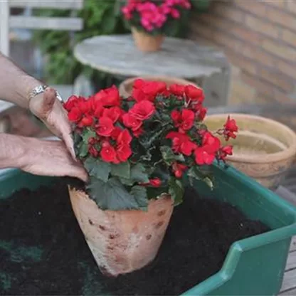 Blumenkübel - Terrasse bepflanzen mit Balkonpflanzen