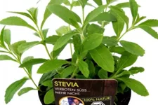 Bio Stevia Honigkraut Kräutertopf 12 cm Stevia Honigkraut