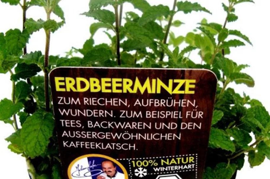 Bio Erdbeerminze Kräutertopf 12 cm Erdbeerminze