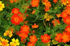 Bio Gewürz-Tagetes 'Citrus Mix' Kräutertopf 12 cm Gewürz-Tagetes 'Citrus Mix'