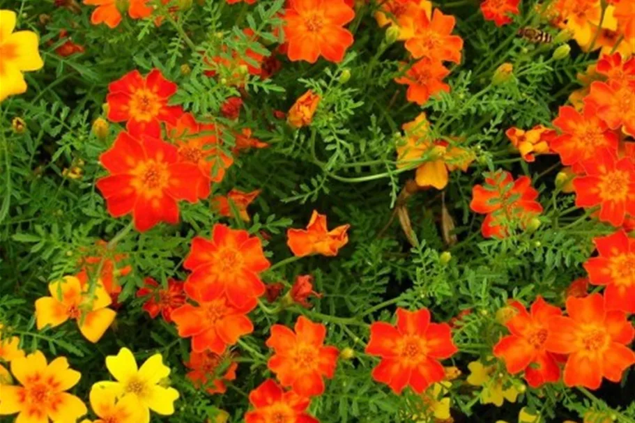 Bio Gewürz-Tagetes 'Citrus Mix' Kräutertopf 12 cm Gewürz-Tagetes 'Citrus Mix'