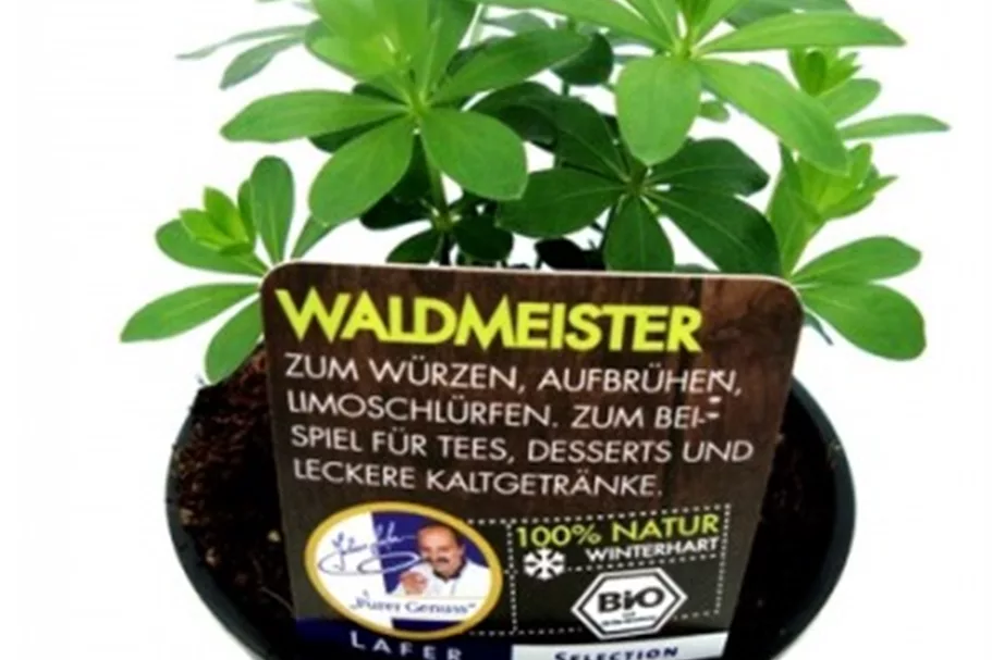 Bio Waldmeister Kräutertopf 12 cm Waldmeister