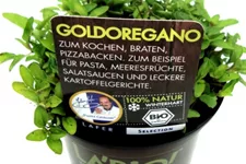 Bio Goldoregano Kräutertopf 12 cm Goldoregano