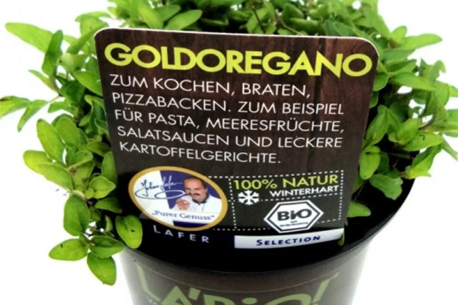 Bio Goldoregano Kräutertopf 12 cm Goldoregano