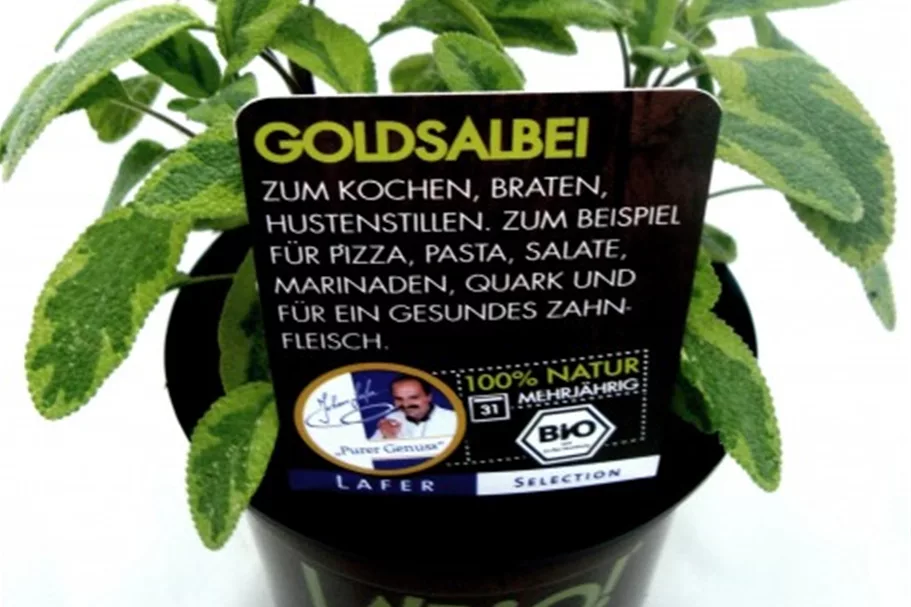 Bio Goldsalbei Kräutertopf 12 cm Goldsalbei