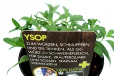 Bio Ysop Kräutertopf 12 cm Ysop