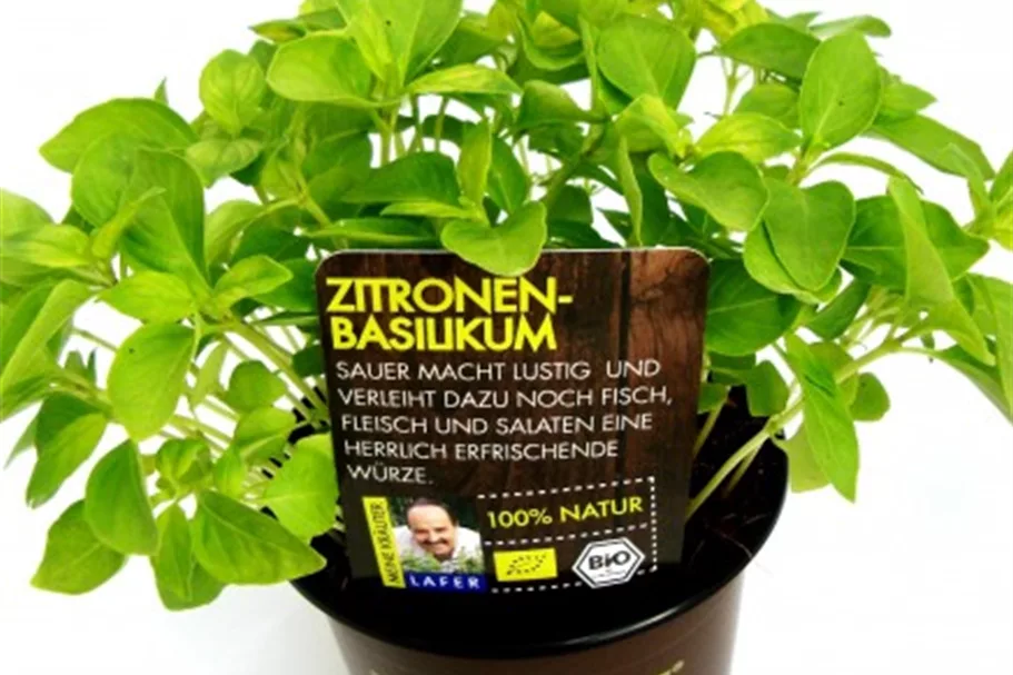 Bio Zitronen-Basilikum Kräutertopf 12 cm Zitronen-Basilikum