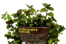 Bio Zitronenminze Kräutertopf 12 cm Zitronenminze