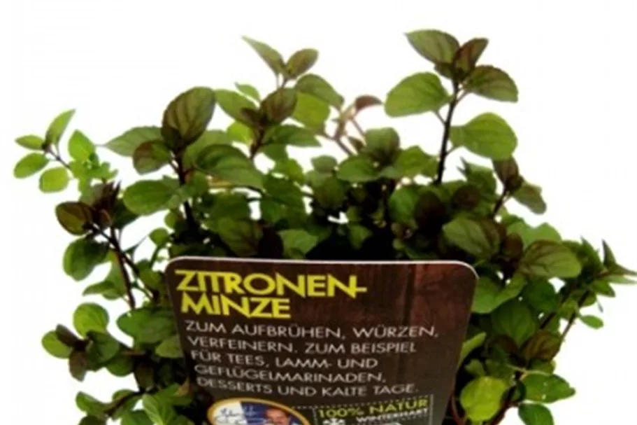 Bio Zitronenminze Kräutertopf 12 cm Zitronenminze