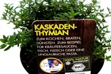 Bio Kaskadenthymian Kräutertopf 12 cm Kaskadenthymian