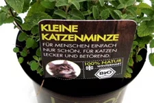 Bio Katzenminze Kräutertopf 12 cm Katzenminze