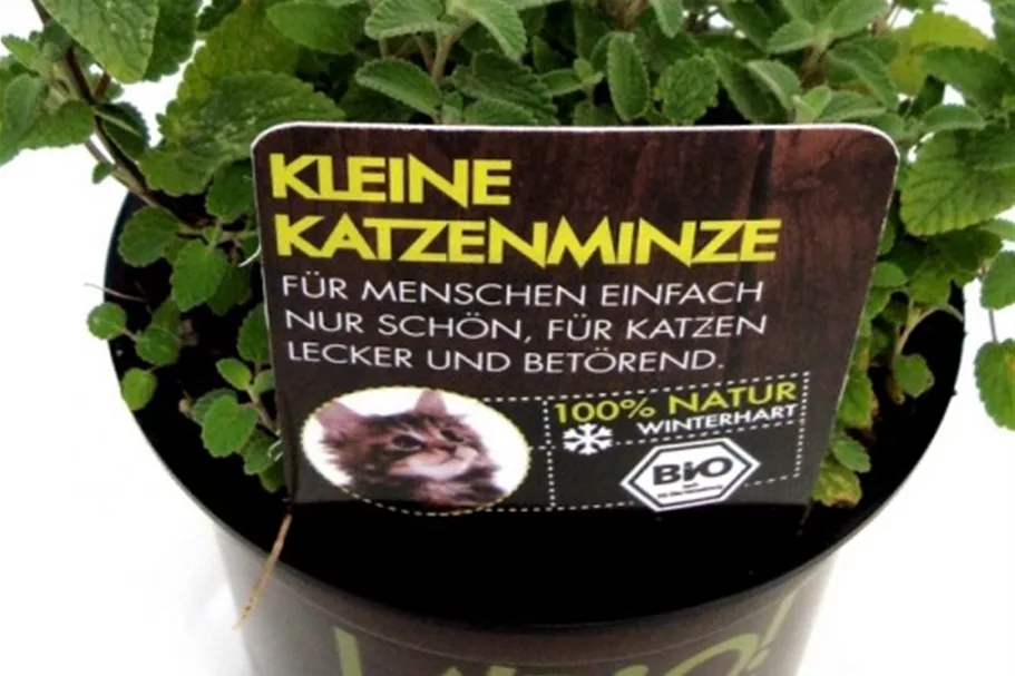 Bio Katzenminze Kräutertopf 12 cm Katzenminze