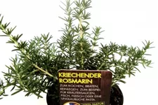 Bio Kriechender Rosmarin Kräutertopf 12 cm Kriechender Rosmarin