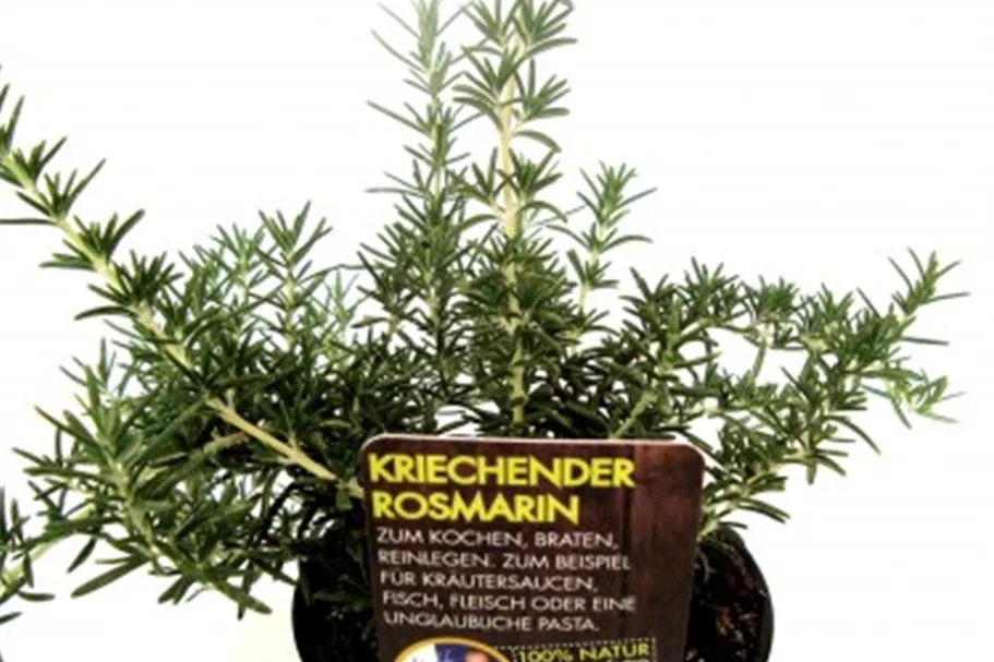 Bio Kriechender Rosmarin Kräutertopf 12 cm Kriechender Rosmarin