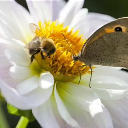 Bienenfreundliche Frühblüher: Helfer in der Natur