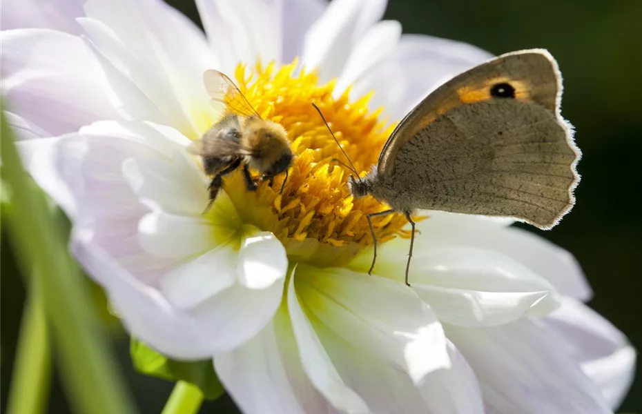 Natur pur im Garten - Ökologisches Gärtnern