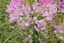 Cleome spinosa, rosa 13 cm