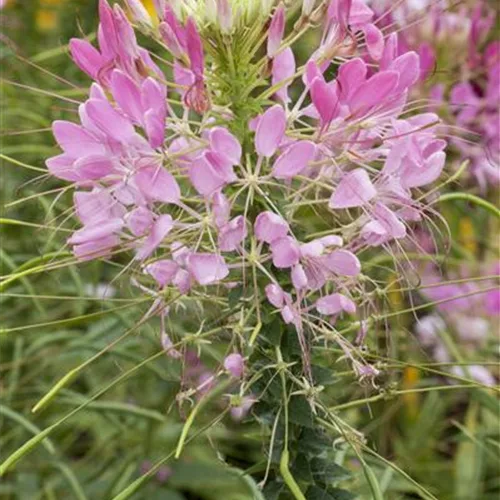 Cleome spinosa, rosa