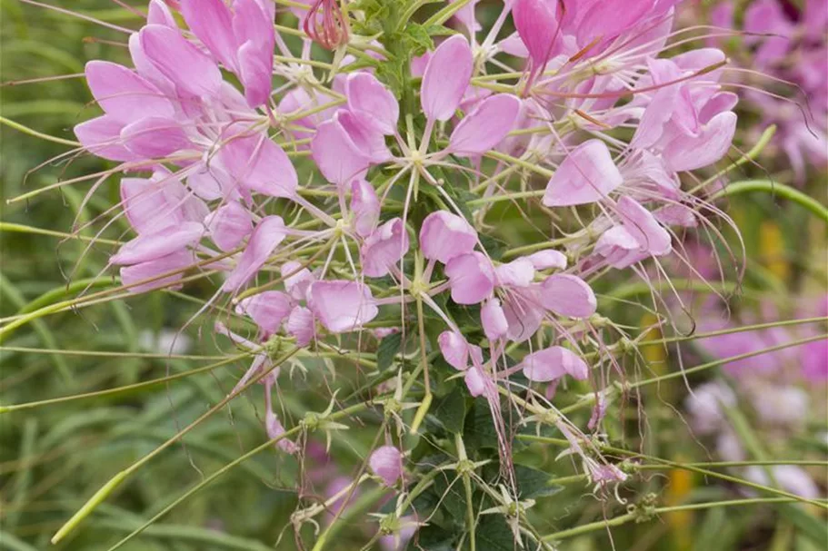 Cleome spinosa, rosa 13 cm