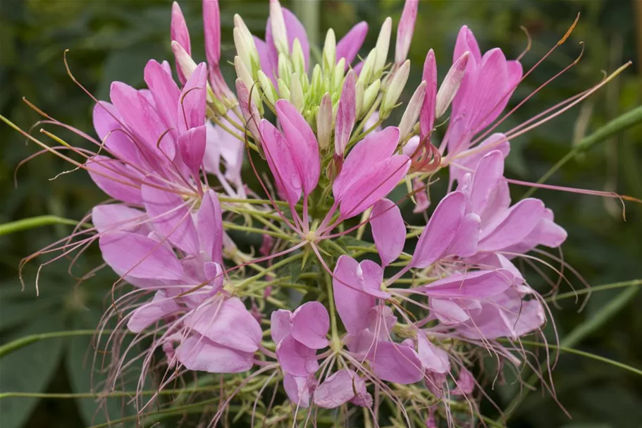 Cleome spinosa, rosa 13 cm