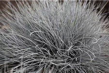 Festuca glauca 'Eisvogel' 11 cm