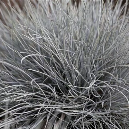 Festuca glauca 'Eisvogel'