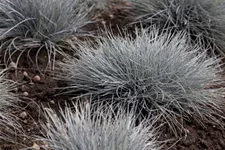 Festuca glauca 'Eisvogel' 11 cm