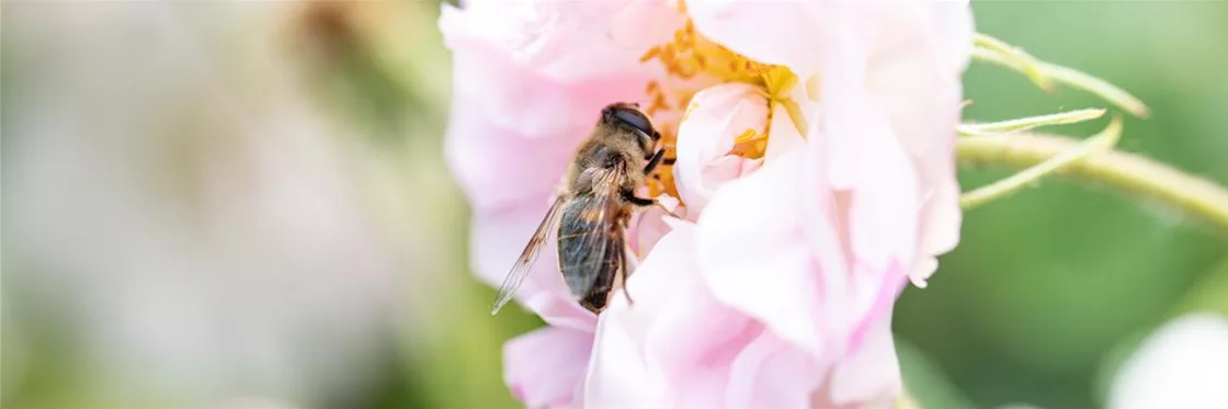 Rosen-kaufen-fuer-bienen.jpg