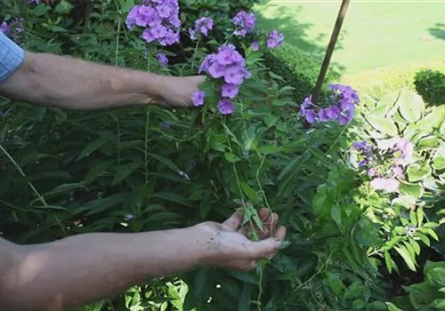 Phlox - Unkraut beim Teilen der Staude entfernen