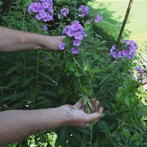 Phlox - Unkraut beim Teilen der Staude entfernen