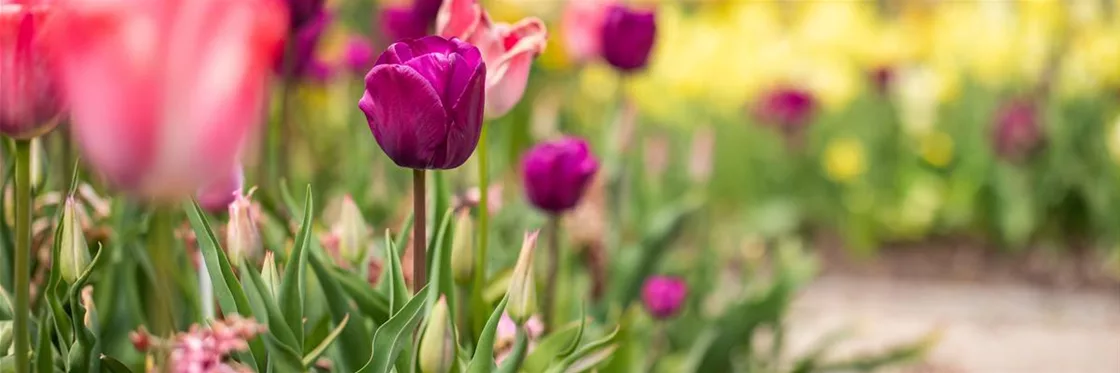 Tulpen Blumenzwiebeln im Beet