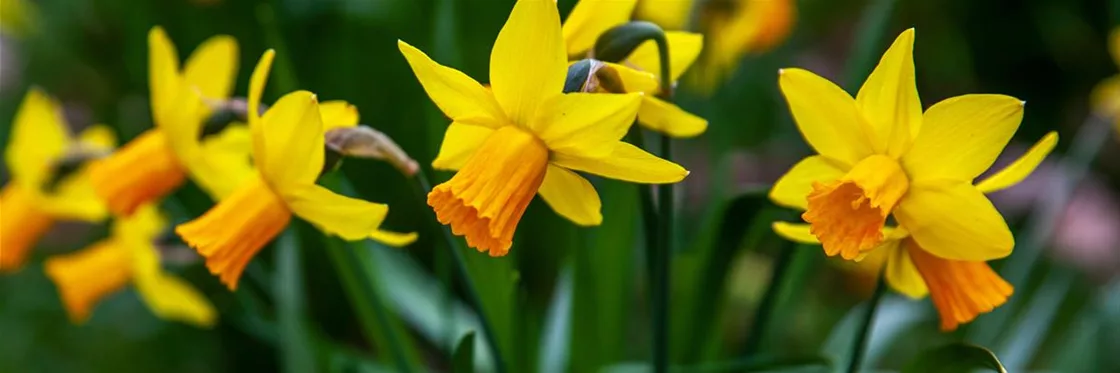 Narzissen Blumenzwiebeln im Garten