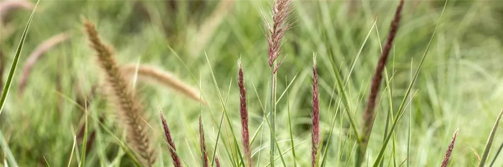 Gräser im hohen Gras