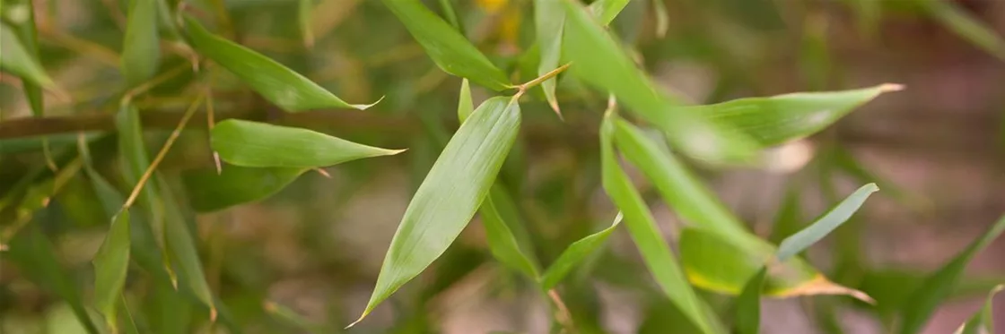 Grüner Bambus im Garten