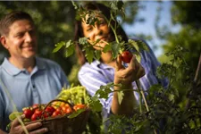 Floragard Aktiv Tomaten- und Gemüseerde in der Box 60 Liter 1x60L