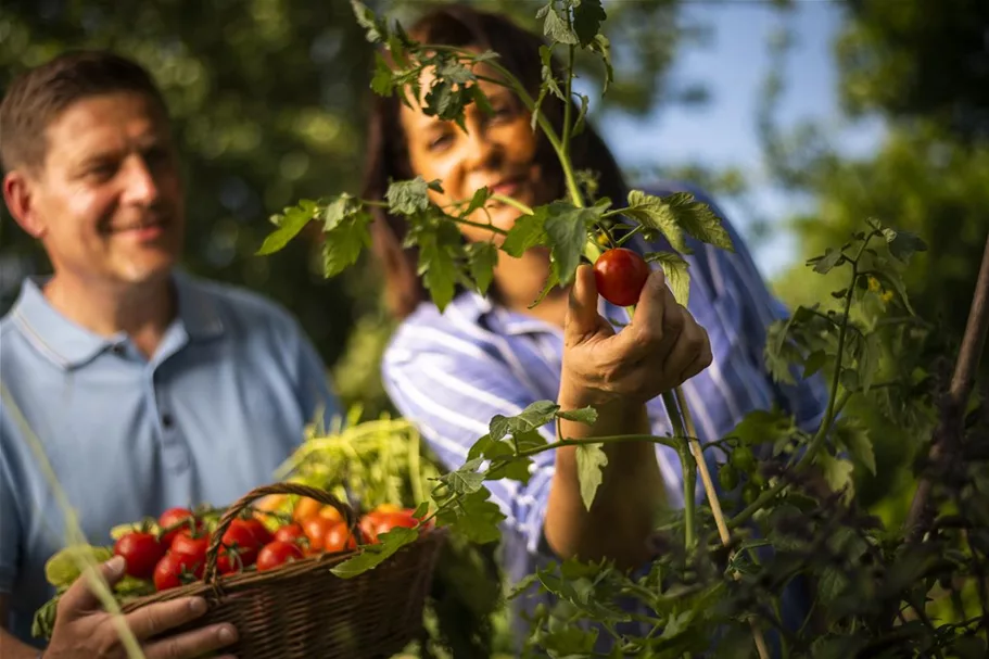 Floragard Aktiv Tomaten- und Gemüseerde in der Box 60 Liter 1x60L