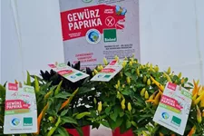 LaBionita Gewürzpaprika 12 cm Topf, Sorte Hot Red