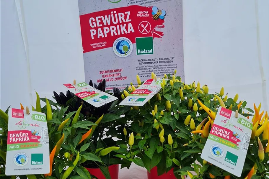 LaBionita Gewürzpaprika 12 cm Topf, Sorte Hot Red