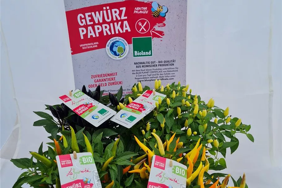 LaBionita Gewürzpaprika 12 cm Topf, Sorte Hot Red