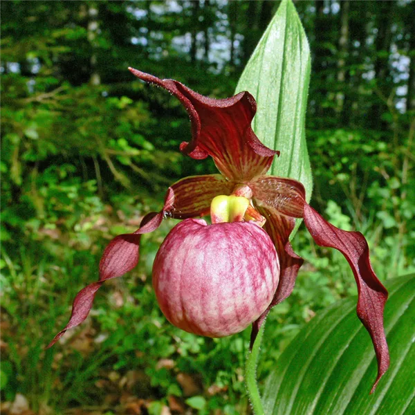 Gartenorchidee Frauenschuh 'Anna' (Frosch®)